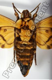 Death-head Hawkmoth - Acherontia atropos 0034